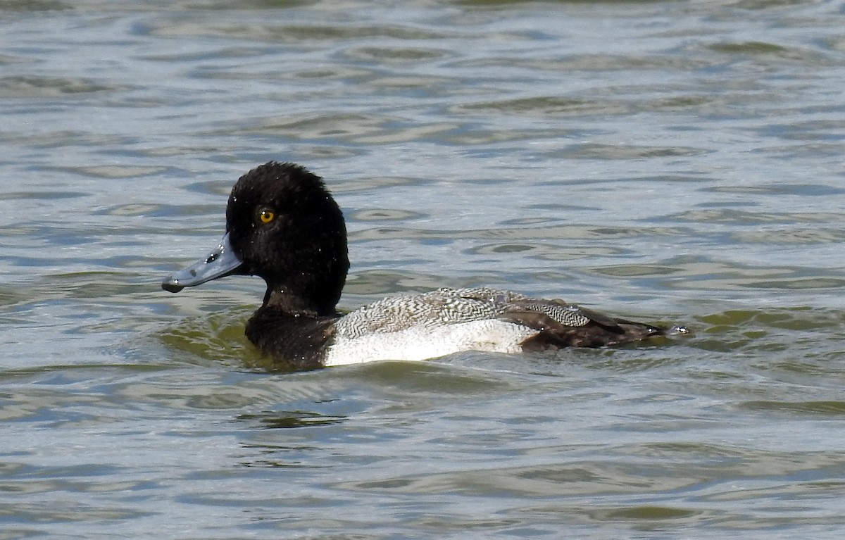 Lesser Scaup - ML301208551