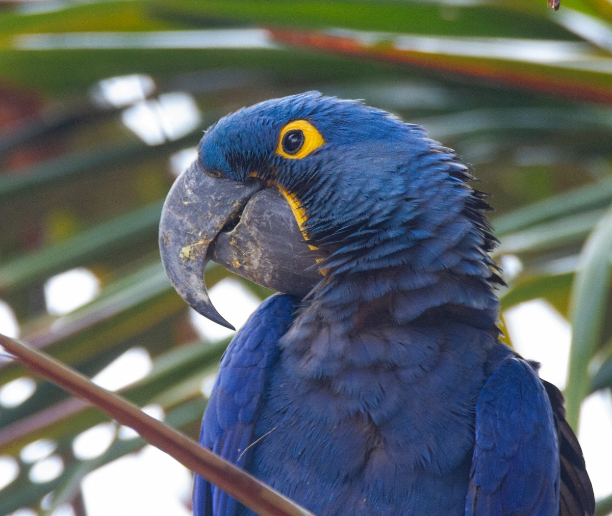 Hyacinth Macaw - ML301209071