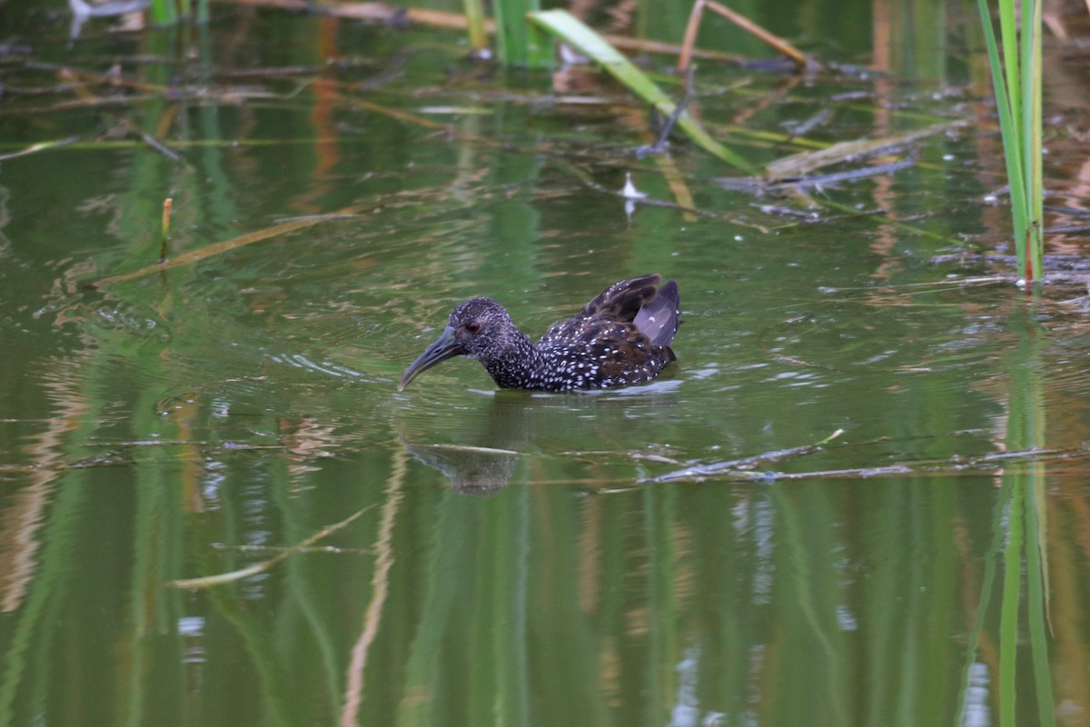 Spotted Rail - ML301210321