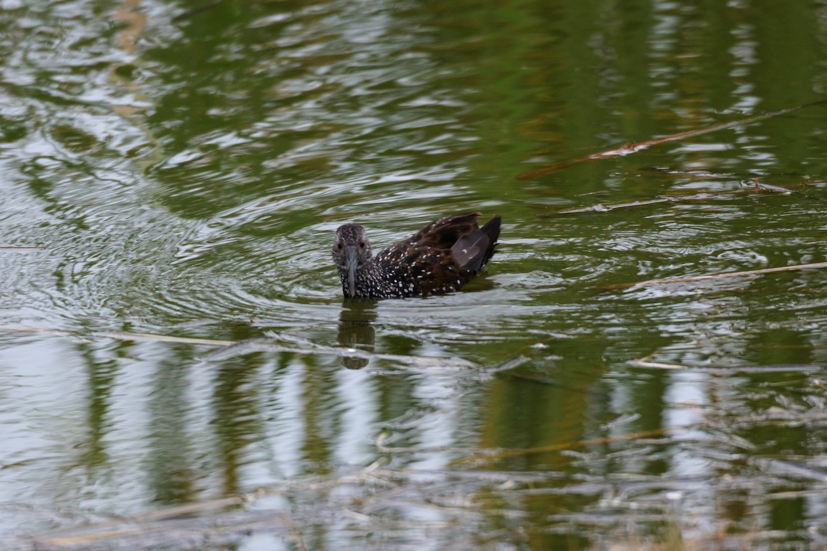 Spotted Rail - ML301210591