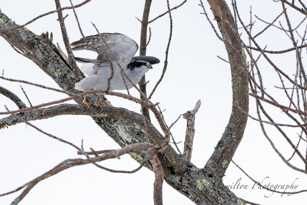 American Goshawk - ML301210761