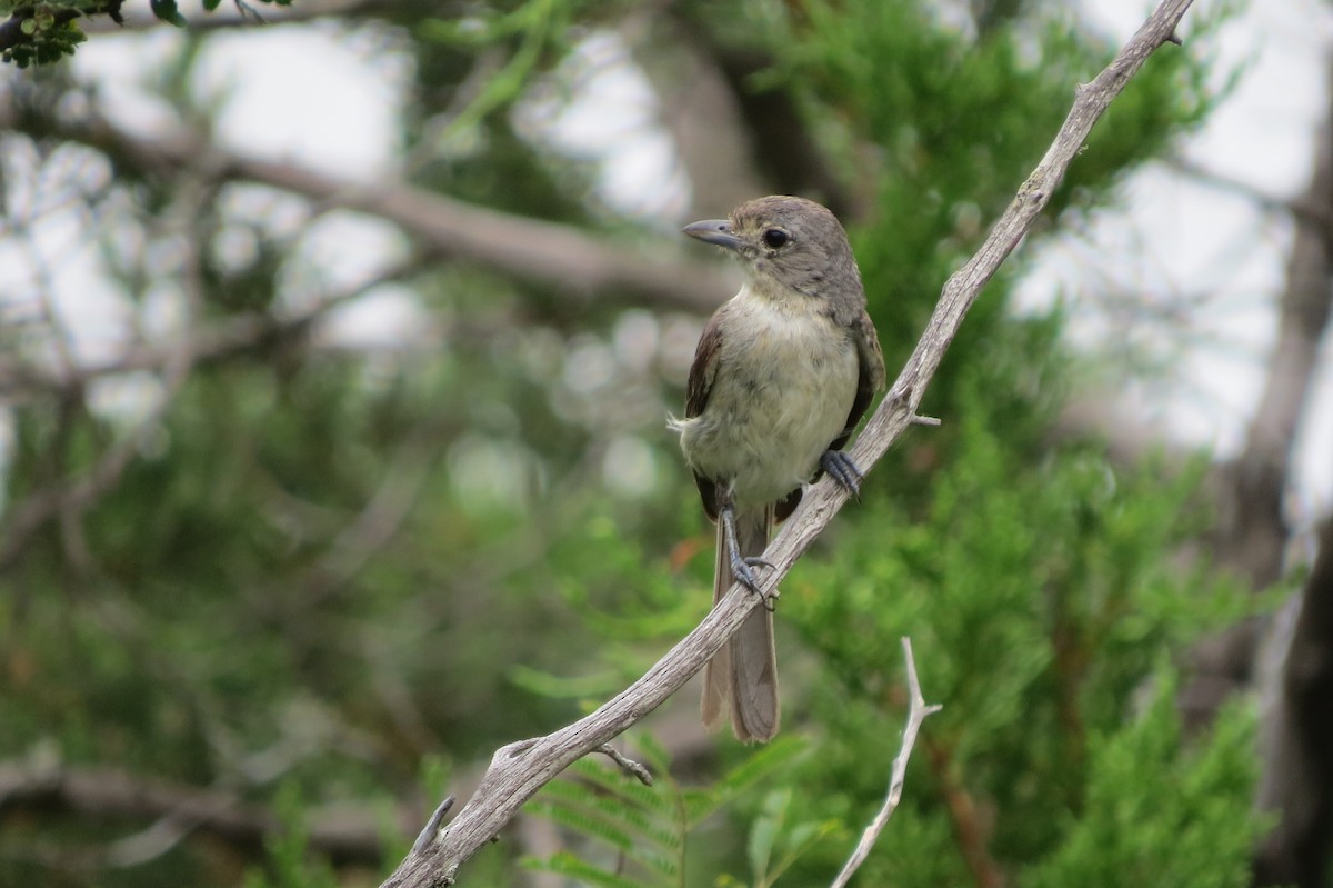 Gray Vireo - ML30121091