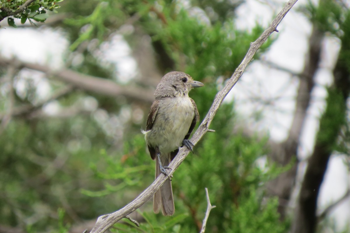 Gray Vireo - ML30121111