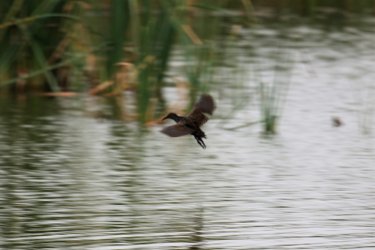 Spotted Rail - ML301211541