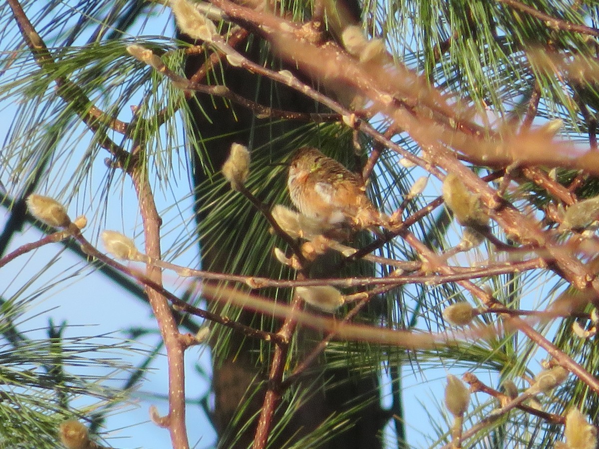 Allen's Hummingbird - ML301211721