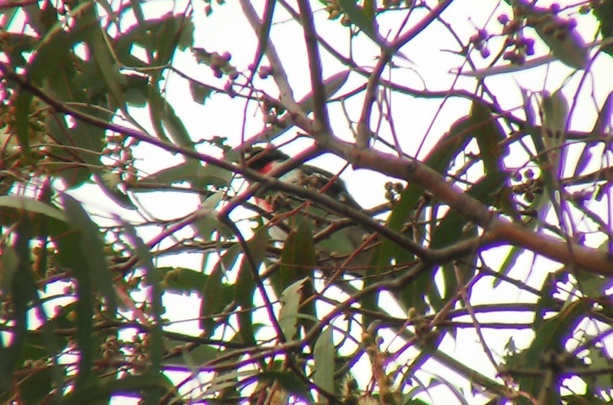Rose-breasted Grosbeak - ML30121201