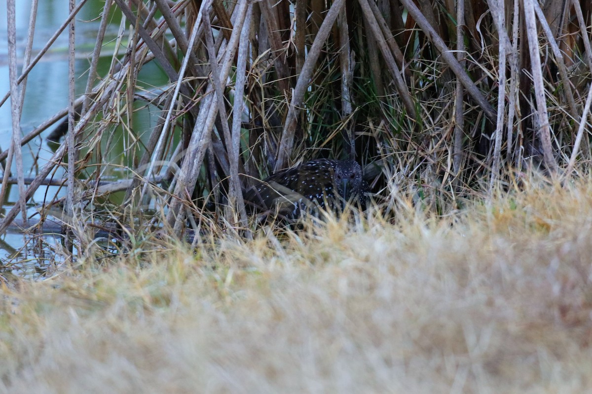 Spotted Rail - ML301212021