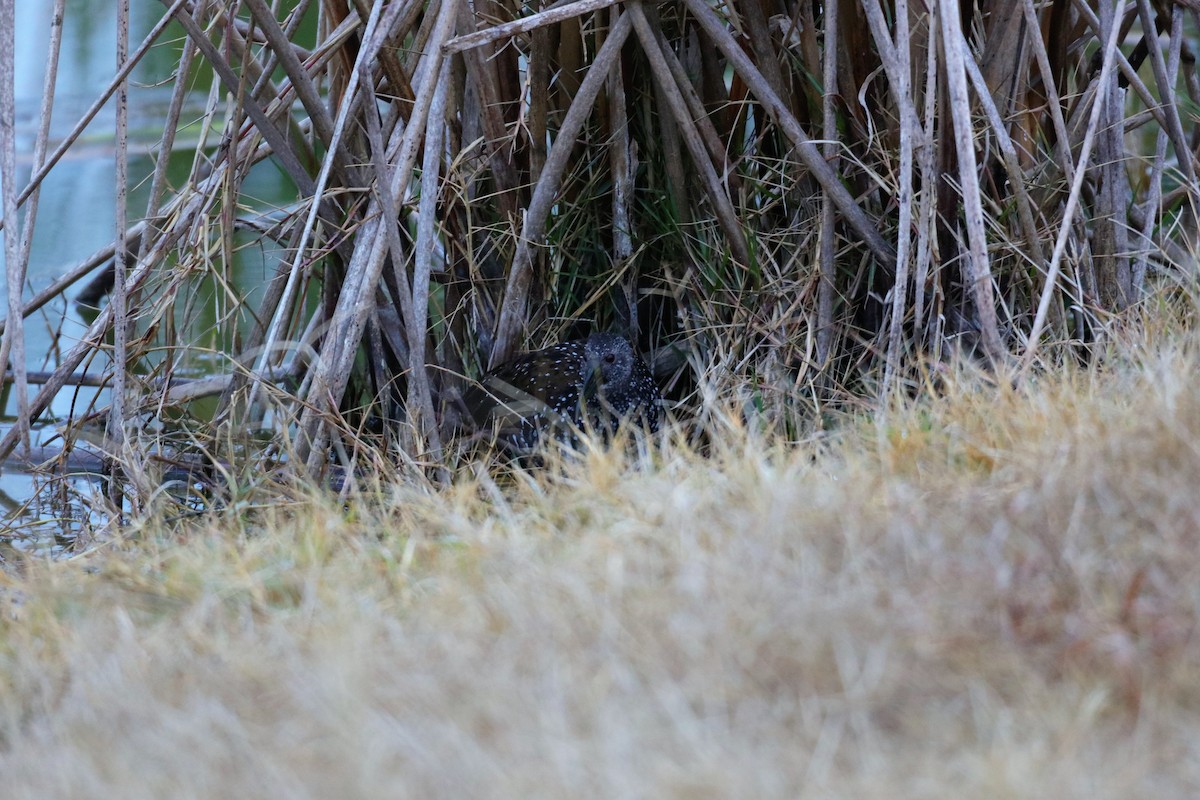 Spotted Rail - ML301212061