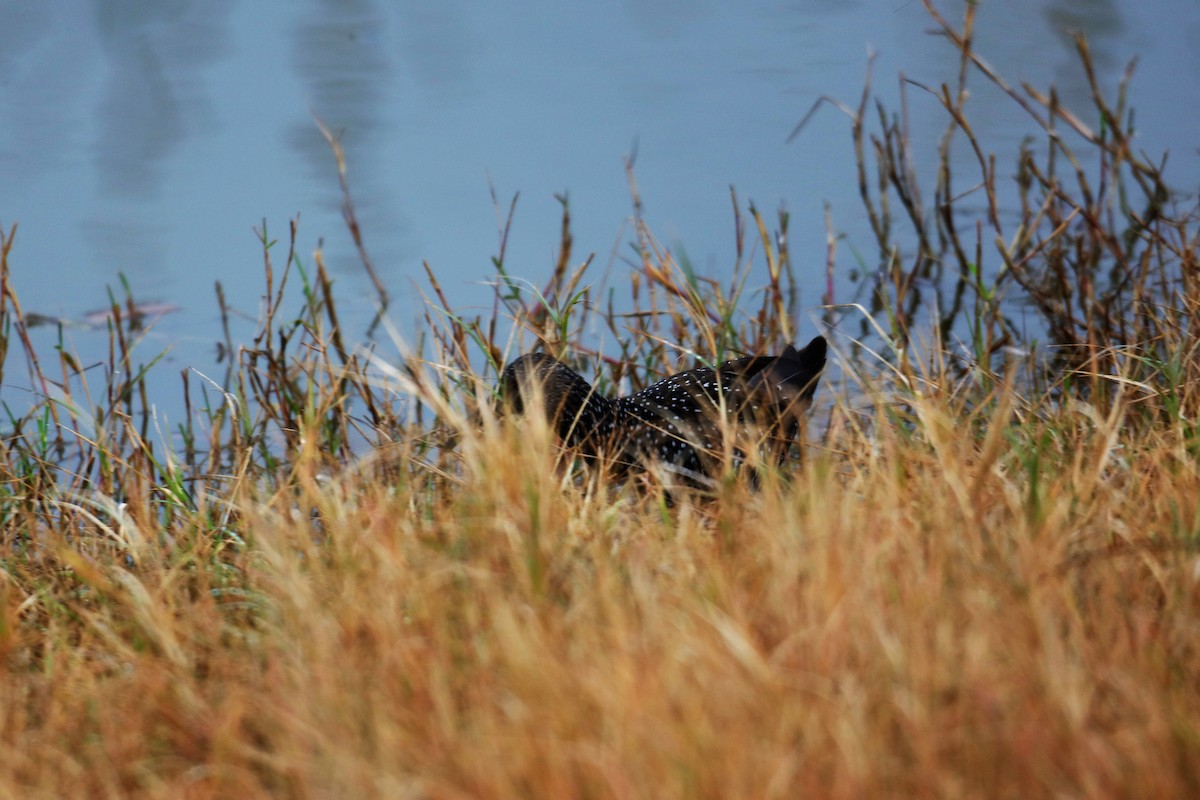Spotted Rail - ML301212161