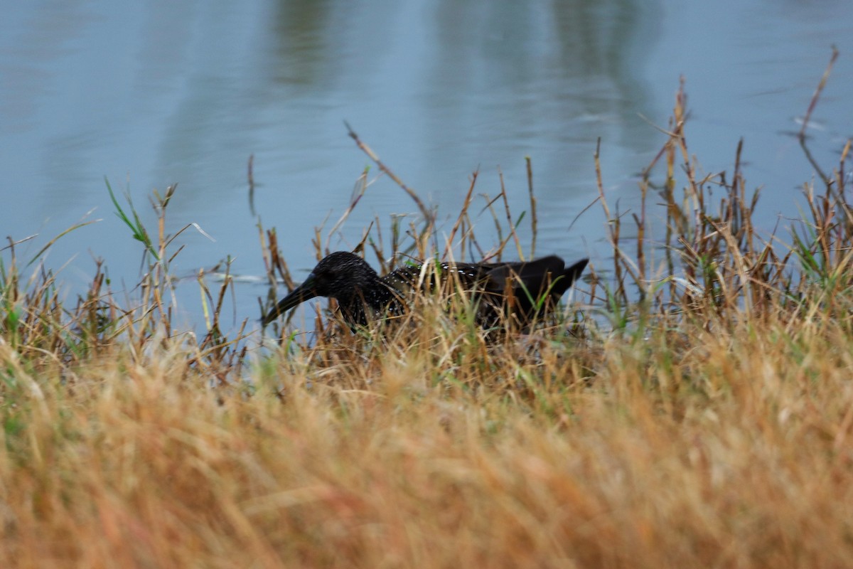 Spotted Rail - ML301212281