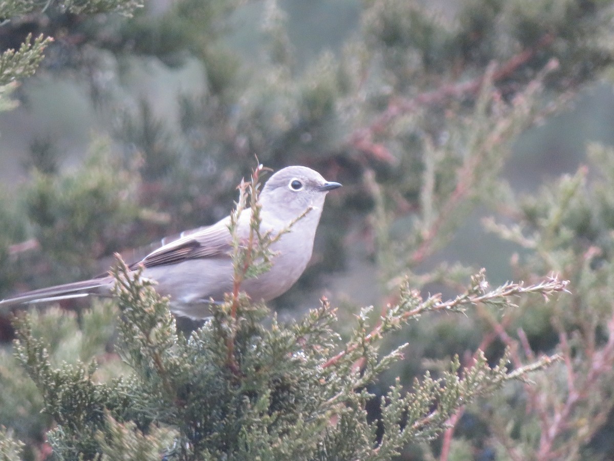 Townsend's Solitaire - ML301212331