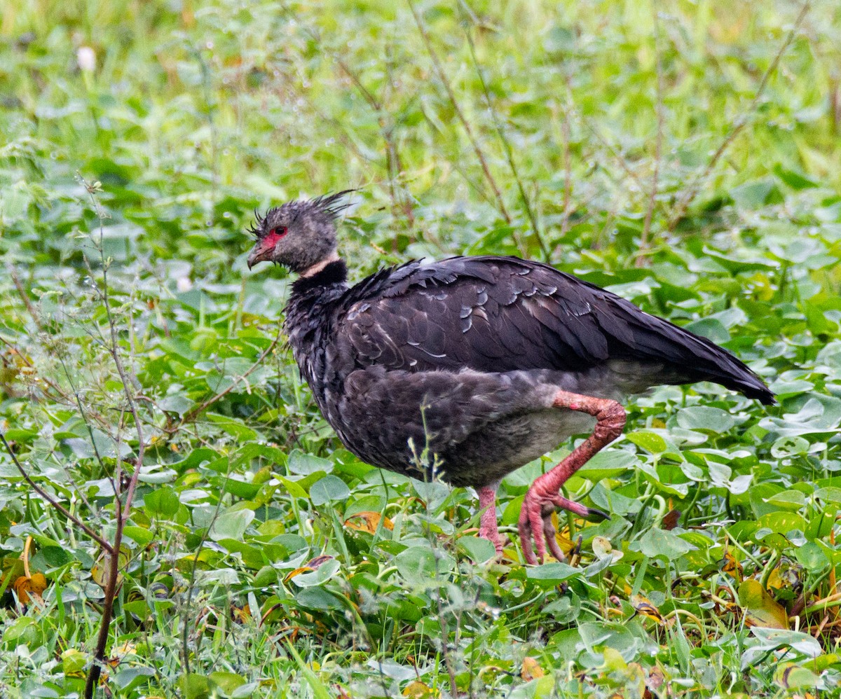 Southern Screamer - ML301213941