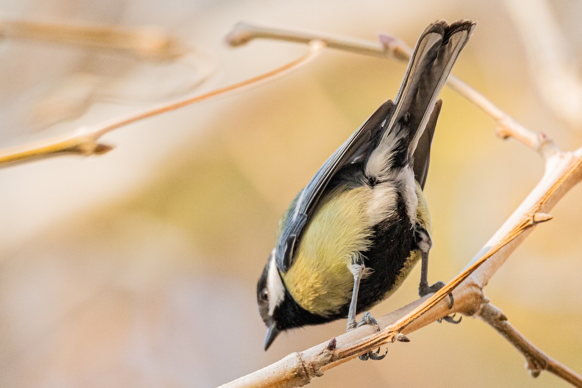 Great Tit - Yashar Sadafzadeh