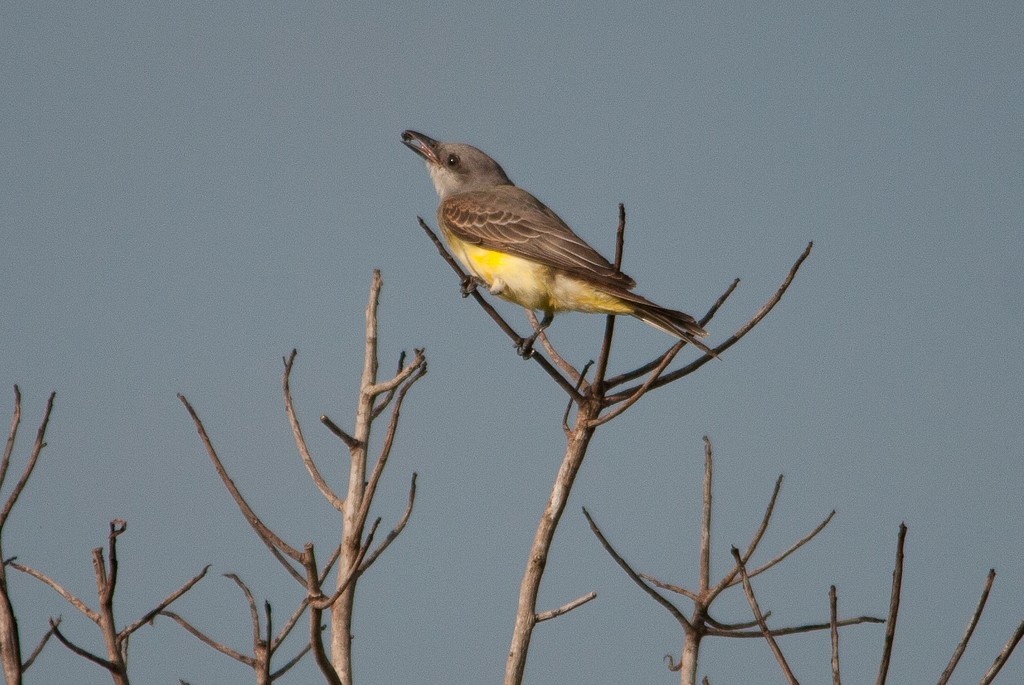 Tropical Kingbird - ML301214421