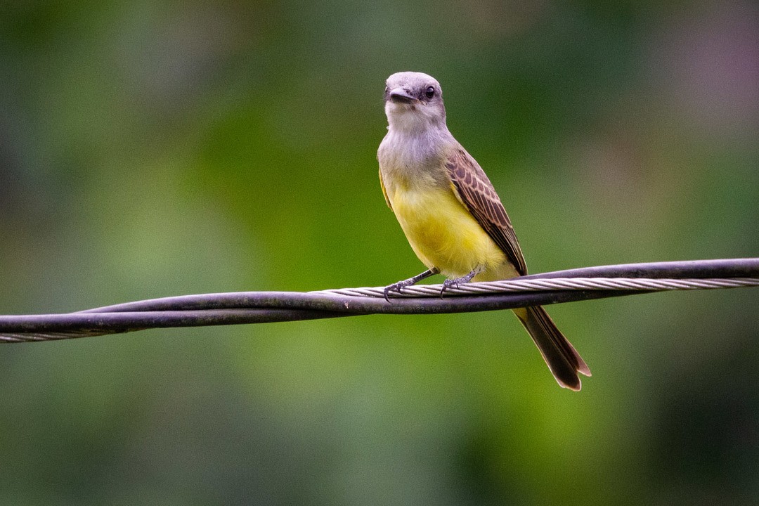 Tropical Kingbird - ML301214481