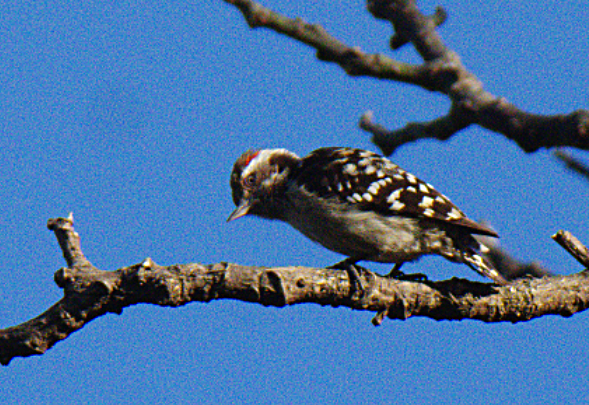 Brown-capped Pygmy Woodpecker - ML301214591
