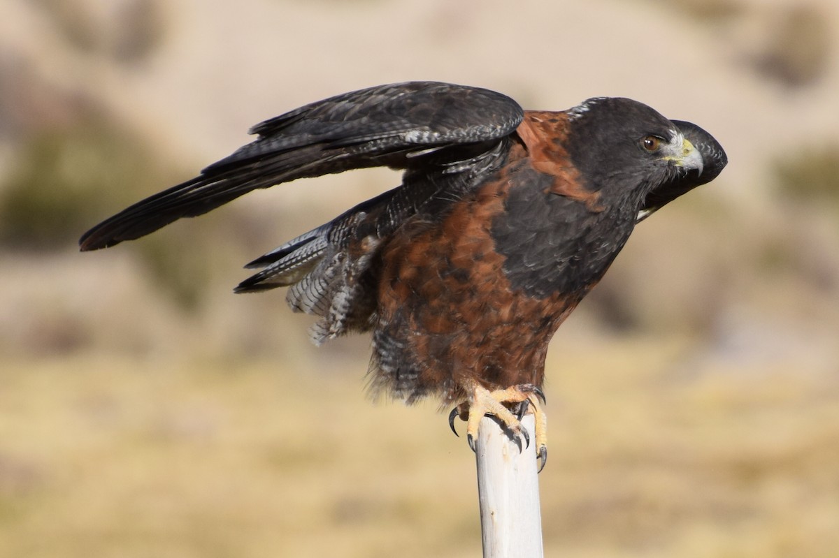 Variable Hawk (Variable) - ML30121571