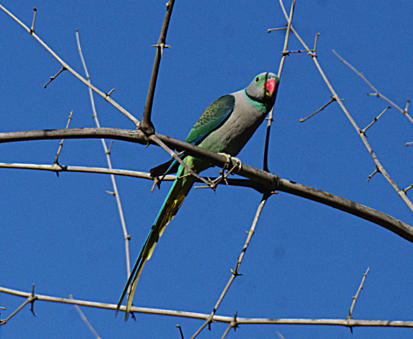 Malabar Yeşil Papağanı - ML301216121