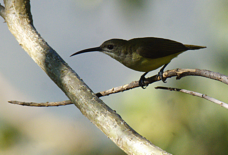 Little Spiderhunter - ML301216651