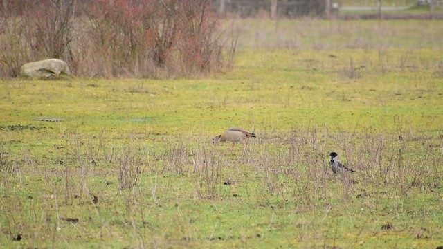 埃及雁 - ML301217851