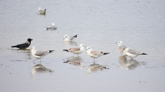 歐亞海鷗 - ML301217961