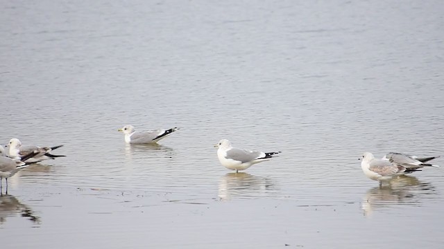 歐亞海鷗 - ML301218041