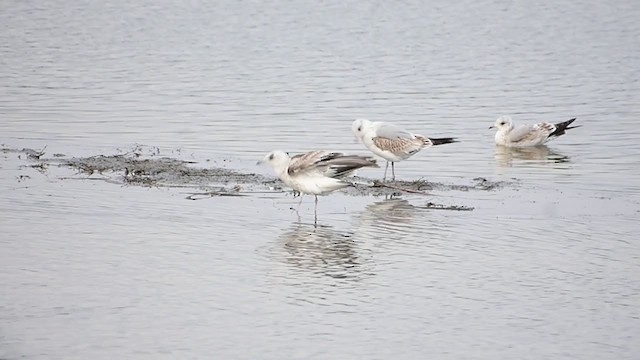 歐亞海鷗 - ML301218131