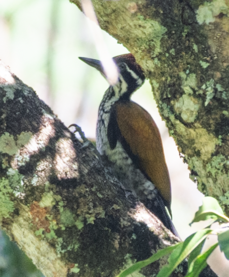 Malabar Flameback - ML301218201