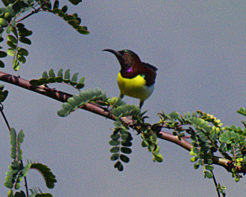 Purple-rumped Sunbird - ML301218461