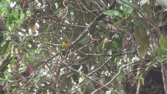 Scarlet-breasted Fruiteater - ML301218631