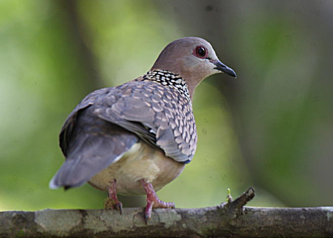 Spotted Dove - ML301218991