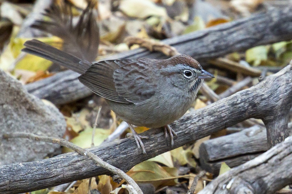 Rufous-crowned Sparrow - ML301221161