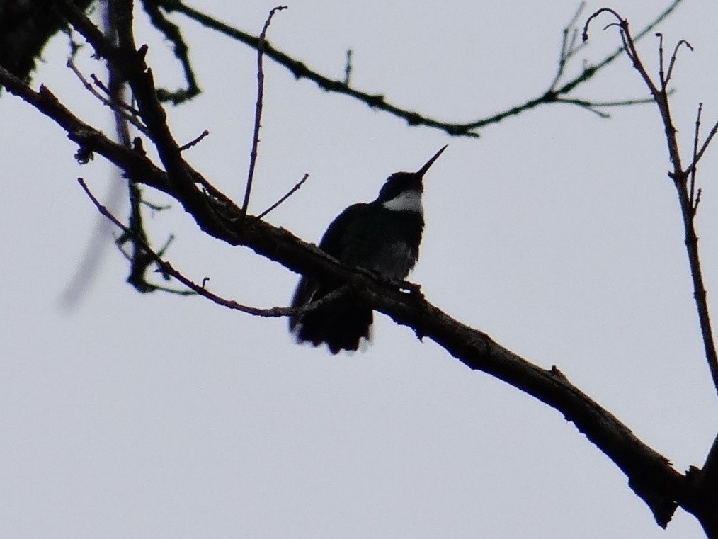 White-throated Hummingbird - ML301221421