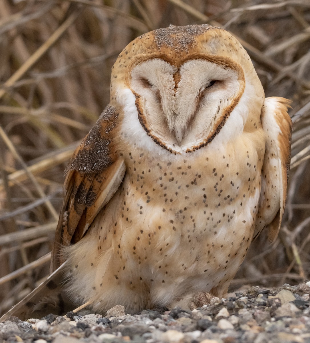 Barn Owl - ML301221921