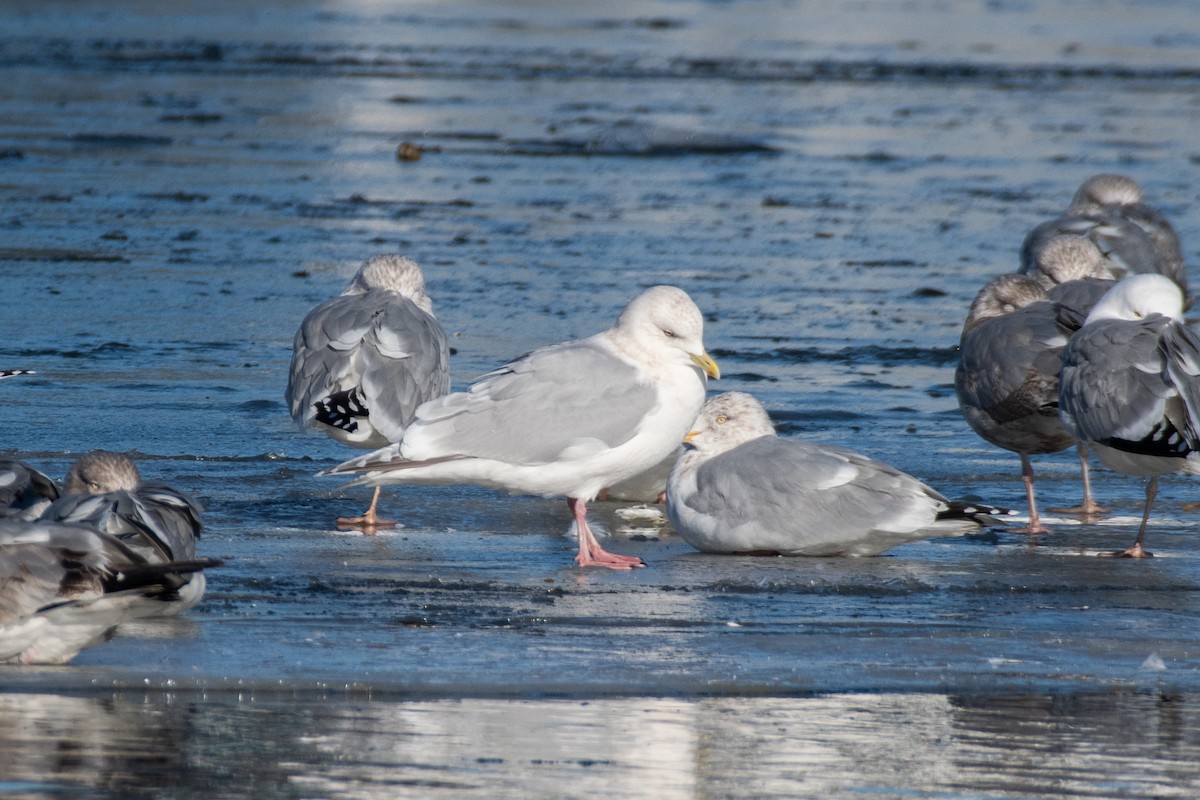 Iceland Gull (kumlieni) - ML301222121