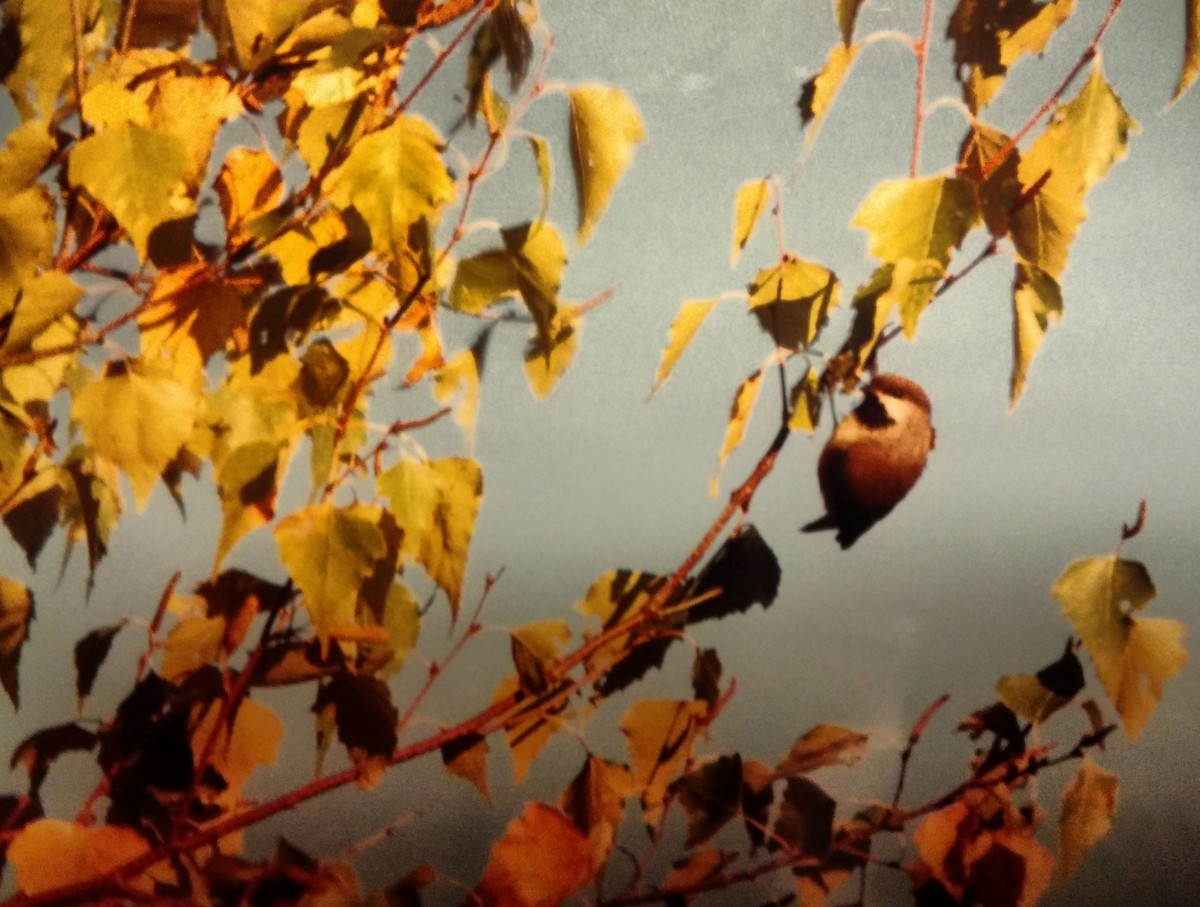 Boreal Chickadee - ML301224931