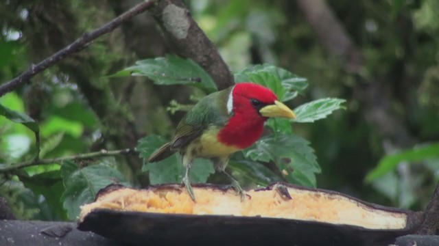 Red-headed Barbet - ML301225271