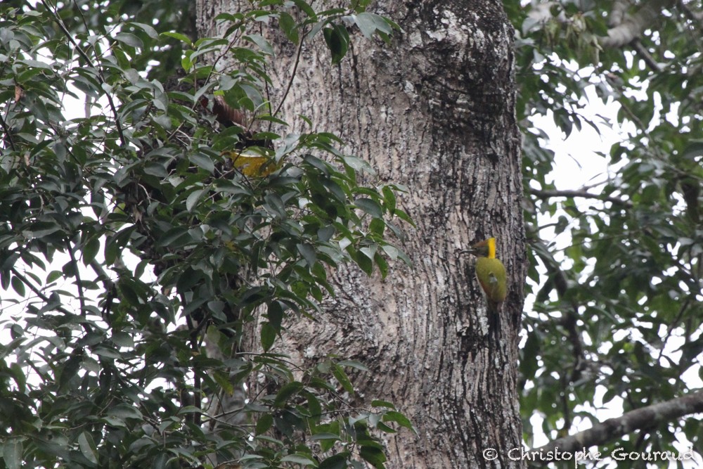 Greater Yellownape - ML30122691