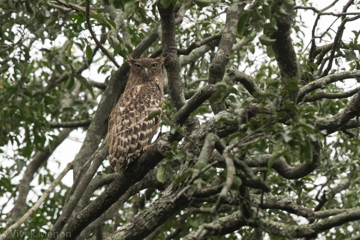 Brown Fish-Owl - ML301227071