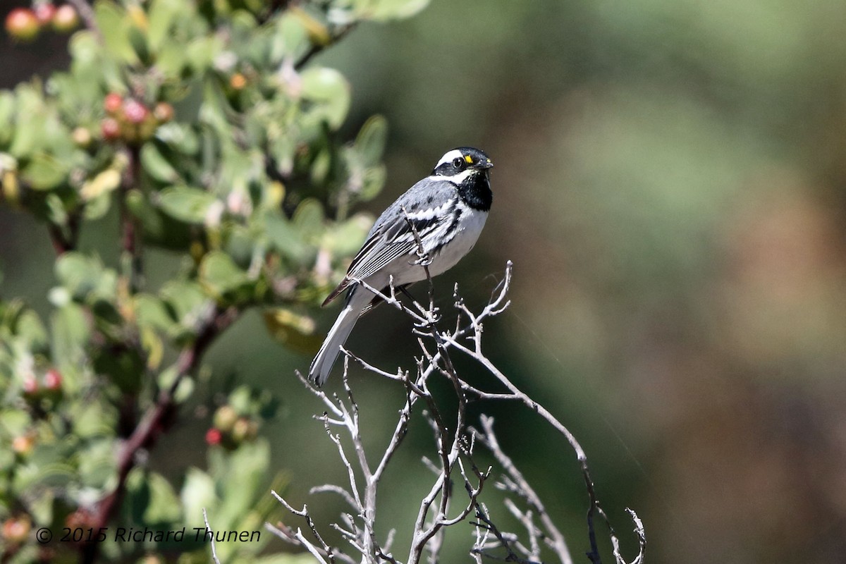 Black-throated Gray Warbler - ML301227421