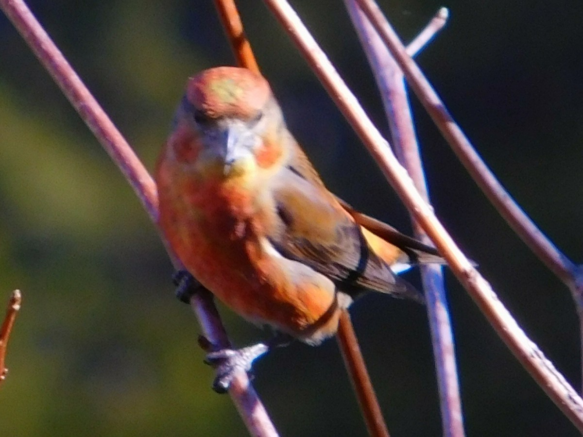 Red Crossbill - Dale Wilde