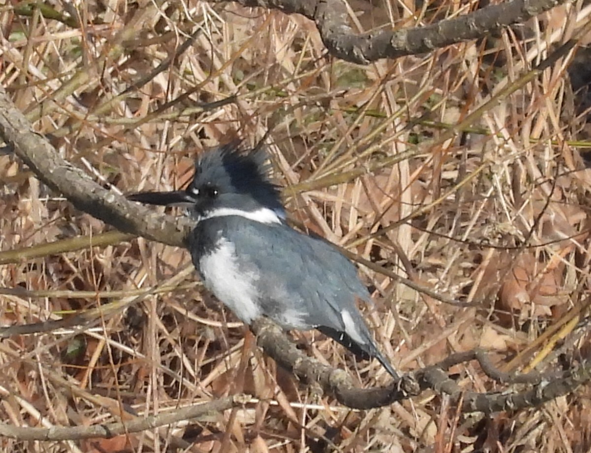 Belted Kingfisher - ML301227551