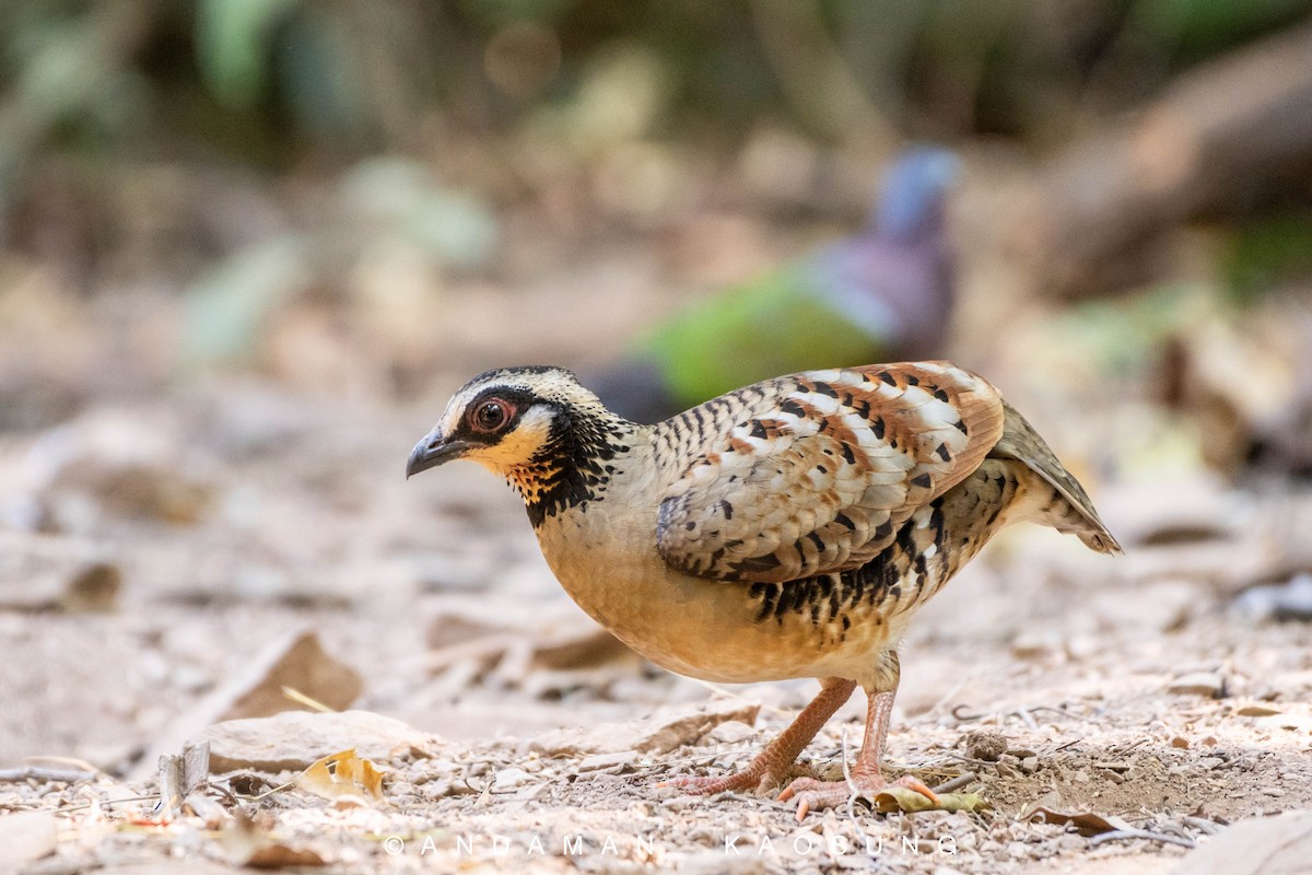 Bar-backed Partridge - ML301231101