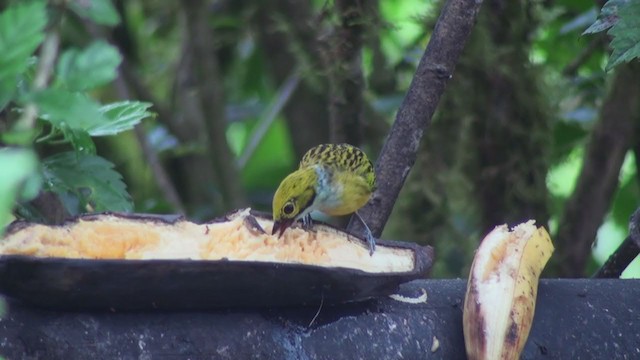 Silver-throated Tanager - ML301231861