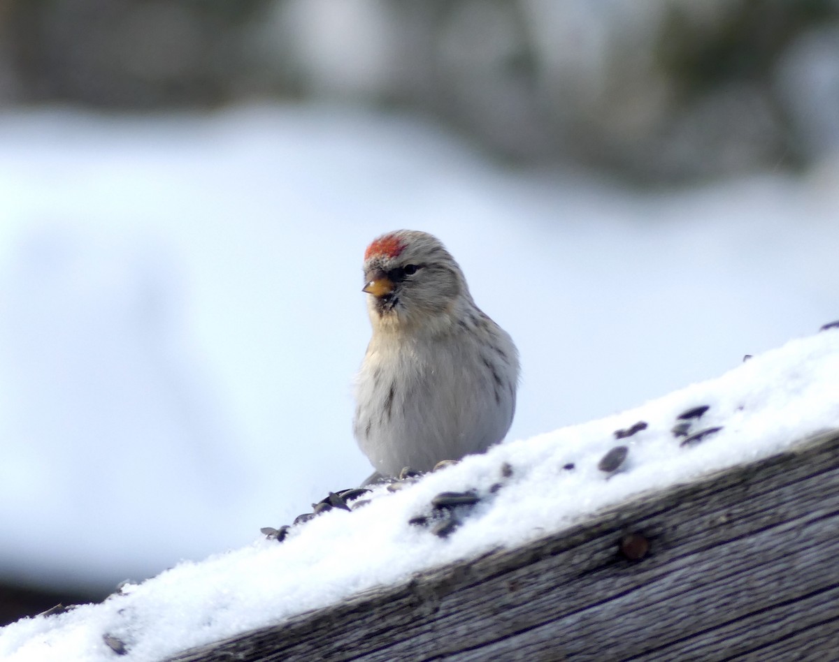 Redpoll (Hoary) - ML301234331