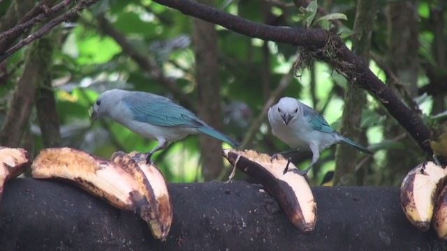 Blue-gray Tanager - ML301234561
