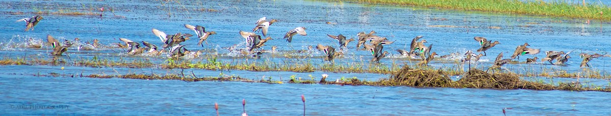 Green-winged Teal - ML301236601