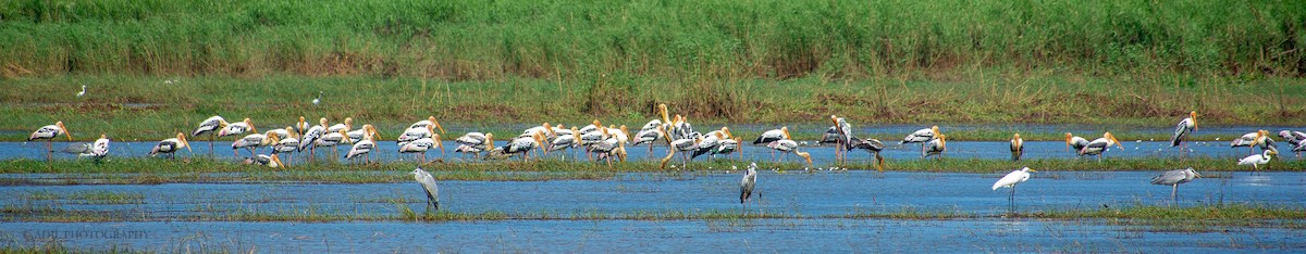 Painted Stork - ML301236711