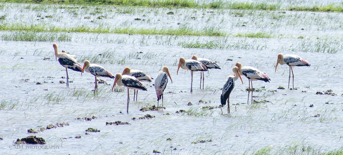 Painted Stork - ML301236901