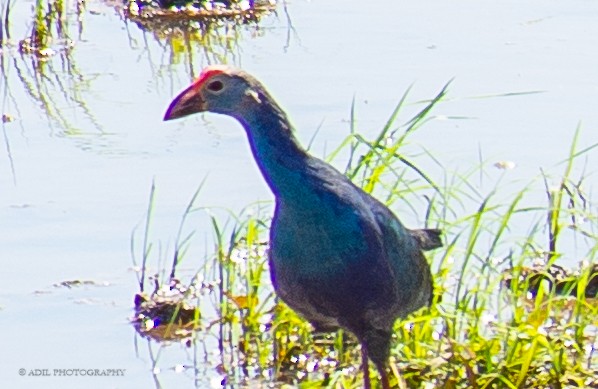 Pollo sultano testagrigia - ML301237541